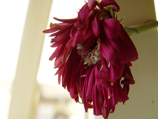 dropflower.jpg