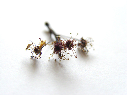 flowerded2.jpg