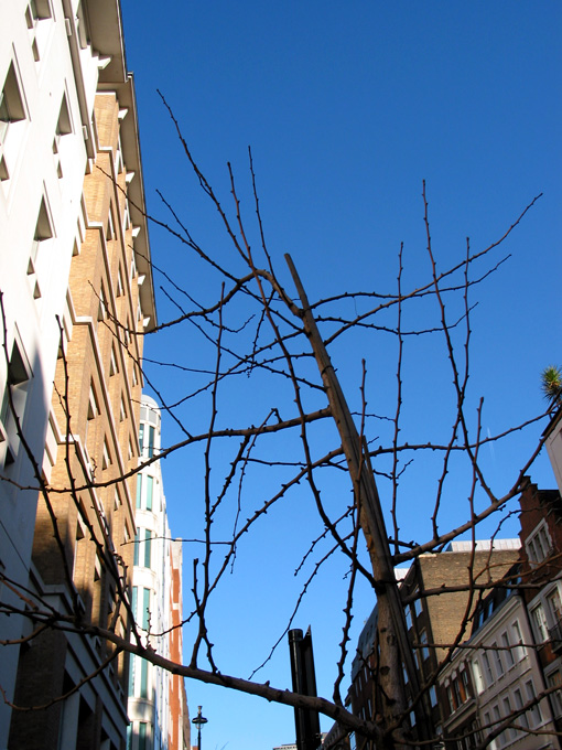 Tree in the City