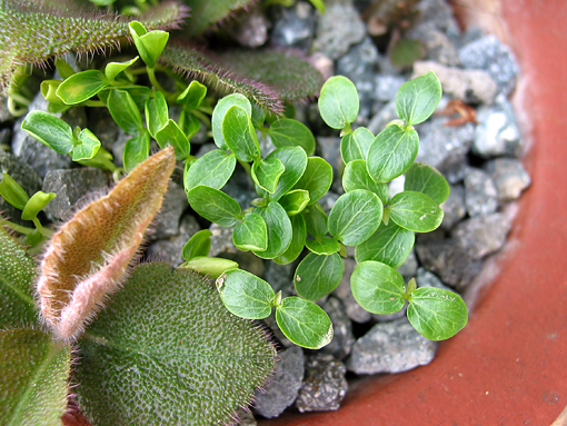 A Germination Test